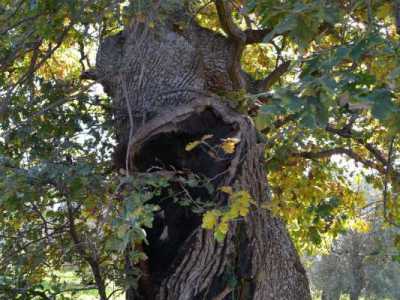 A Bitritto si trova invece l�albero con il tronco pi� imponente: � un �farnetto� e si affaccia sulla strada provinciale che collega questo comune ad Adelfia